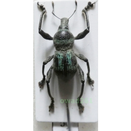 Metapocyrtus negrosensis Schultze, 1925 Philippines6c